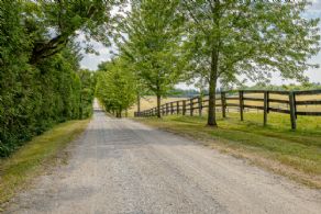 Tree-lined driveway - Country homes for sale and luxury real estate including horse farms and property in the Caledon and King City areas near Toronto