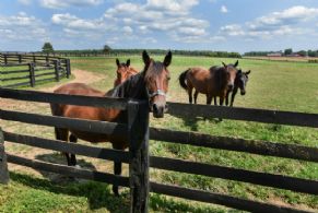Rockwood Farm, 7th Line, Ontario - Country homes for sale and luxury real estate including horse farms and property in the Caledon and King City areas near Toronto