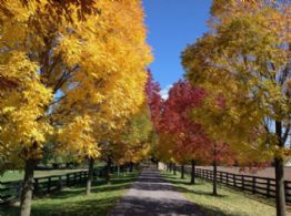 Driveway View in Autumn - Country homes for sale and luxury real estate including horse farms and property in the Caledon and King City areas near Toronto