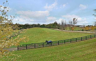 South Paddocks facing North - Country homes for sale and luxury real estate including horse farms and property in the Caledon and King City areas near Toronto