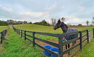 Kingsboro Equestrian - Country homes for sale and luxury real estate including horse farms and property in the Caledon and King City areas near Toronto